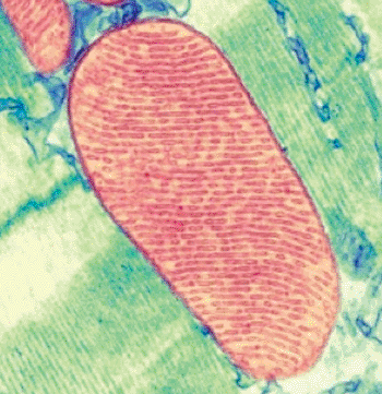Image: Transmission electron micrograph of a cell mitochondrion (Photo courtesy of Thomas Deerinck, National Center for Microscopy and Imaging Research, University of California, San Diego).